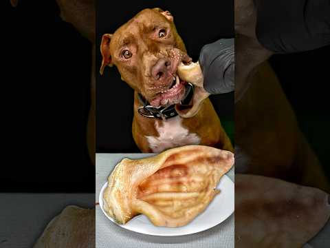 食事中に何か気配を感じるピットブル….(YouTube)
