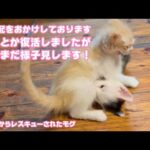ご心配をおかけしております 復活しましたがまだまだ様子見です 泥の中からレスキューされたモグ   2025 06 05 1(YouTube)