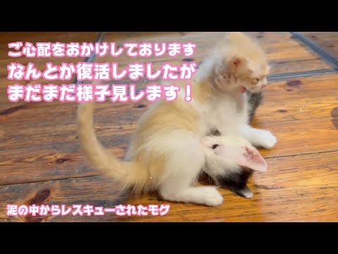 ご心配をおかけしております 復活しましたがまだまだ様子見です 泥の中からレスキューされたモグ   2025 06 05 1(YouTube)