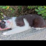 日陰で暑さをしのぐ猫ちゃん達を順番にモフる(YouTube)