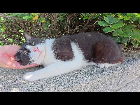 日陰で暑さをしのぐ猫ちゃん達を順番にモフる(YouTube)