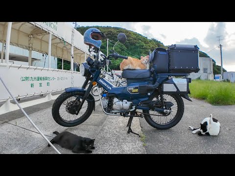 猫「帰さんぞ！」バイク前で謎の圧力をかけてくる猫たちが怖かわいいｗ(YouTube)