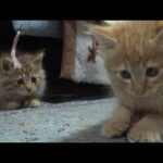 子猫たちが先住猫と初対面したら・・(YouTube)