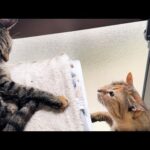 柴犬と飼い主ばかりに甘えていた子ども猫がお姉ちゃん猫に…！(YouTube)