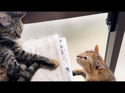 柴犬と飼い主ばかりに甘えていた子ども猫がお姉ちゃん猫に…！(YouTube)