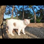 海辺の公園でよく喋る猫と出会った(YouTube)