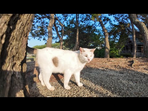海辺の公園でよく喋る猫と出会った(YouTube)