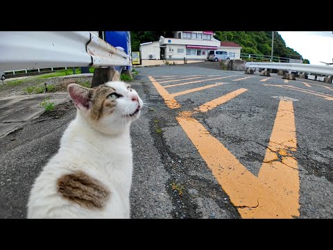 夕方の漁港でよく喋る猫に出会った(YouTube)