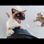 顔が真っ黒なシャム猫が大きな声で仲間を呼んでマイクの強奪を企てる(YouTube)