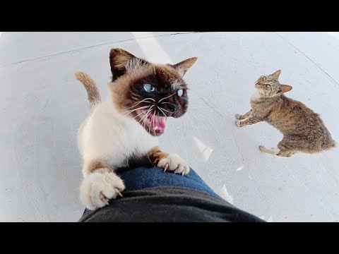 顔が真っ黒なシャム猫が大きな声で仲間を呼んでマイクの強奪を企てる(YouTube)