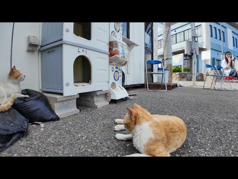 フェリー乗り場近くのカフェが猫の社交場だった！(YouTube)