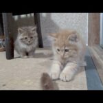川で救助された子猫が１日でこんなになった(YouTube)