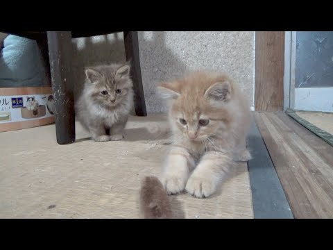 川で救助された子猫が１日でこんなになった(YouTube)