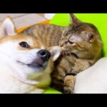 お空から見守ってくれている柴犬の誕生日。こんなにも猫たちを愛し愛されていました(YouTube)