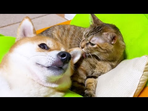 お空から見守ってくれている柴犬の誕生日。こんなにも猫たちを愛し愛されていました(YouTube)