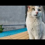 夕方のフェリー乗り場にいた“よく喋る猫”、可愛すぎてちゅーるあげたら…！(YouTube)