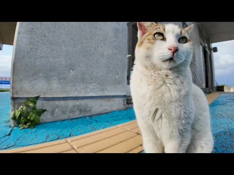 夕方のフェリー乗り場にいた“よく喋る猫”、可愛すぎてちゅーるあげたら…！(YouTube)