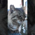 足湯猫(YouTube)