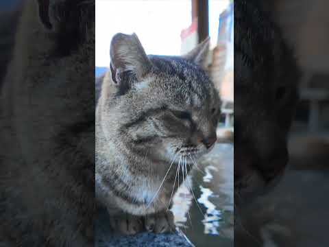 足湯猫(YouTube)