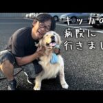 キッカの病院に行ってきました(YouTube)