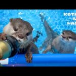 ホースを敵だと思ってキレるカワウソがついに・・　Otter vs Hose: THE FINAL RECKONING(YouTube)