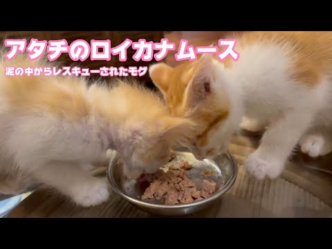 アタチのロイカナムースにゃ  泥の中からレスキューされたモグ　2025 06 02 1(YouTube)