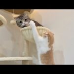 どうしても兄と一緒の場所で寝たい猫が我慢できなくなってこうなっちゃいました…笑(YouTube)
