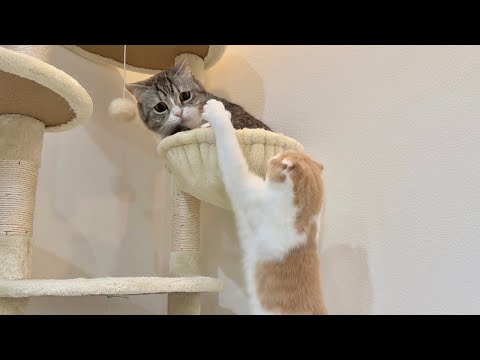 どうしても兄と一緒の場所で寝たい猫が我慢できなくなってこうなっちゃいました…笑(YouTube)