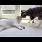日向ぼっこしたいはなちゃんと一緒に遊びたいもっちゃんの攻防が可愛すぎます笑(YouTube)