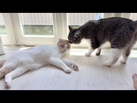 日向ぼっこしたいはなちゃんと一緒に遊びたいもっちゃんの攻防が可愛すぎます笑(YouTube)