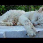 唯一の癒し系!? 白猫地帯で出会った“ナデられ待ち”猫が可愛すぎた件(YouTube)