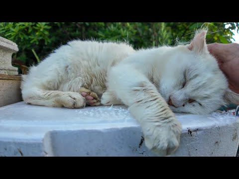 唯一の癒し系!? 白猫地帯で出会った“ナデられ待ち”猫が可愛すぎた件(YouTube)