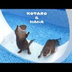 カワウソのプールにキャットホイール入れたらこうなった　Take on the Cat Wheel in a Pool Challenge!(YouTube)