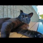 🌊海辺のベンチに黒猫がぽつん…そっとナデたらゴロゴロが止まらない件🐾(YouTube)