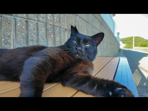 🌊海辺のベンチに黒猫がぽつん…そっとナデたらゴロゴロが止まらない件🐾(YouTube)