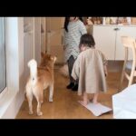 柴犬と女の子姉妹でママを喜ばせよう作戦を決行してみた(YouTube)
