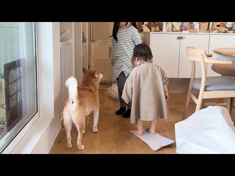 柴犬と女の子姉妹でママを喜ばせよう作戦を決行してみた(YouTube)