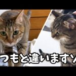 猫たちとの距離が近くなりたいお姉ちゃんがR部屋のベッドで寝てみると…(YouTube)