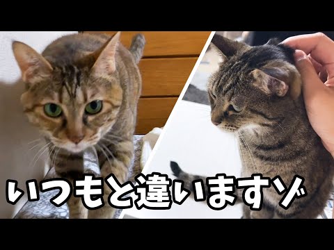 猫たちとの距離が近くなりたいお姉ちゃんがR部屋のベッドで寝てみると…(YouTube)