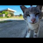 【尊すぎ注意】お寺前で寄ってきた猫にちゅーるをあげたら…癒し爆発！(YouTube)