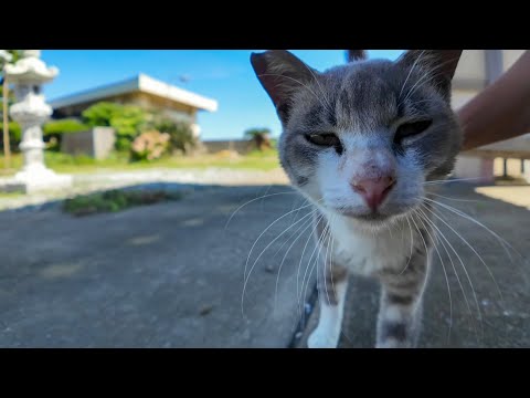 【尊すぎ注意】お寺前で寄ってきた猫にちゅーるをあげたら…癒し爆発！(YouTube)