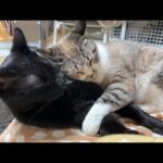 ちょっと抜けてる黒猫くんが何だかんだと大好きな姫猫です(YouTube)