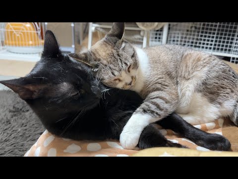ちょっと抜けてる黒猫くんが何だかんだと大好きな姫猫です(YouTube)
