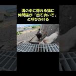 溝の中に隠れる猫に仲間猫が「出ておいで」と呼びかける #猫 #cat #ネコ(YouTube)