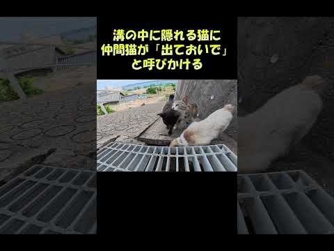 溝の中に隠れる猫に仲間猫が「出ておいで」と呼びかける #猫 #cat #ネコ(YouTube)