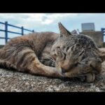 猫島の猫居住地の端っこの石碑を守る猫ちゃんにもちゅーるやってきたけどまさかのちゅーる嫌いだった(YouTube)