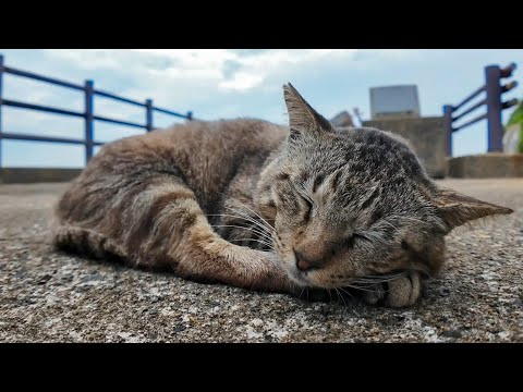 猫島の猫居住地の端っこの石碑を守る猫ちゃんにもちゅーるやってきたけどまさかのちゅーる嫌いだった(YouTube)