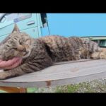キッチンカーの前で店番をサボってお昼寝する猫達(YouTube)