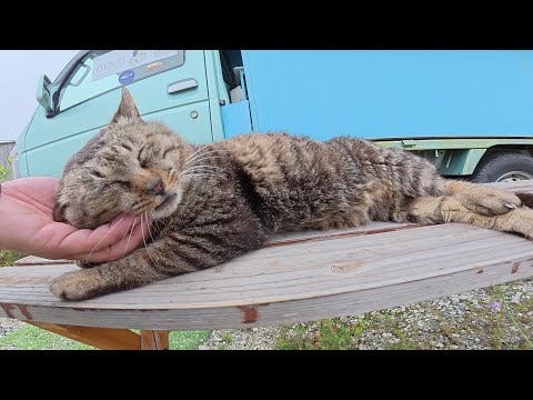 キッチンカーの前で店番をサボってお昼寝する猫達(YouTube)