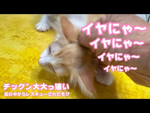 イヤにゃ～  チックン大大っ嫌い  泥の中からレスキューされたモグ   2025 06 19 2(YouTube)